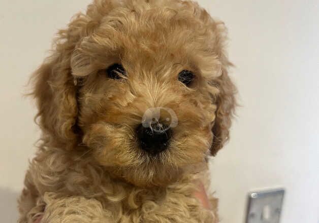 Cockapoo Puppies for sale in North Yorkshire