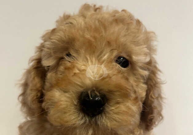 Cockapoo Puppies for sale