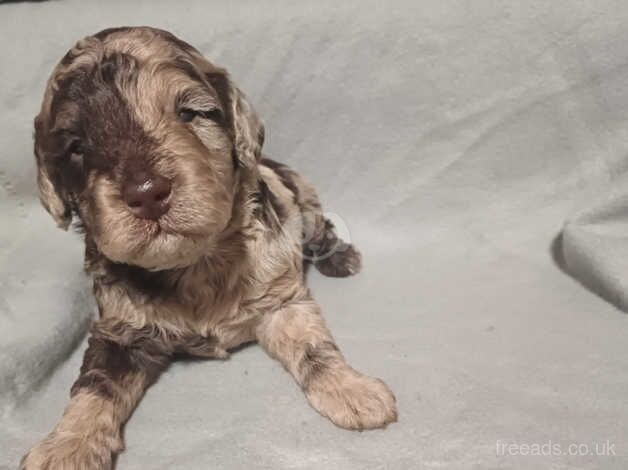 F1b cockapoo puppies for sale in Wednesbury, West Midlands