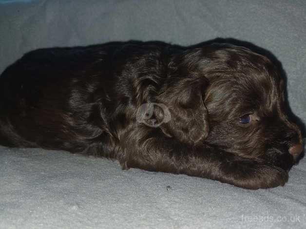 F1b cockapoo puppies for sale in Wednesbury, West Midlands - Image 2