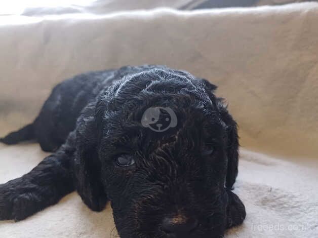 F1b cockapoo puppies for sale in Wednesbury, West Midlands - Image 3