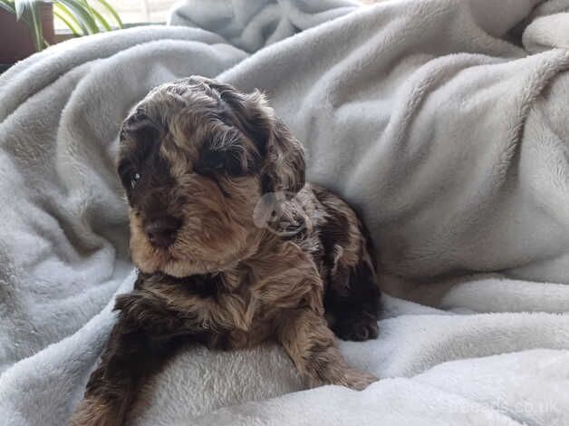 F1B Cockapoo puppies for sale in Wednesbury, West Midlands