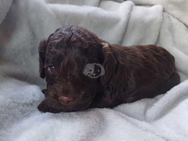 F1B Cockapoo puppies for sale in Wednesbury, West Midlands - Image 2