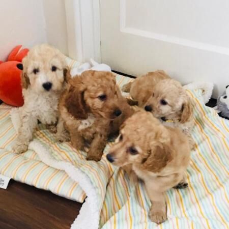 F1B Cockapoo puppies Stunning for sale in Avonmouth, Bristol - Image 1