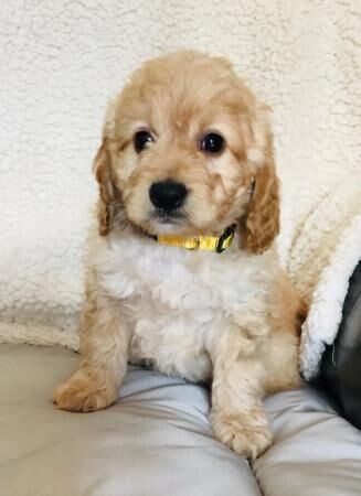 F1B Cockapoo puppies Stunning for sale in Avonmouth, Bristol - Image 2