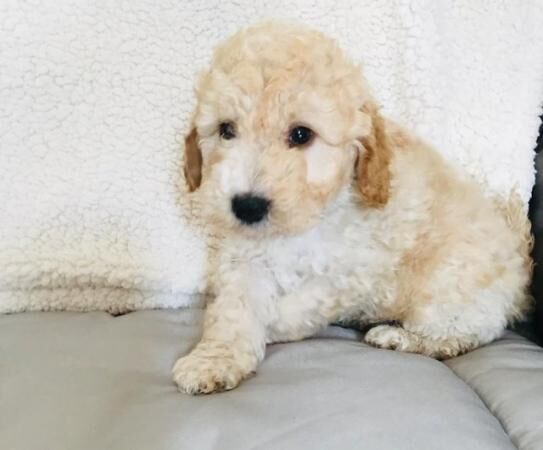 F1B Cockapoo puppies Stunning for sale in Avonmouth, Bristol - Image 3