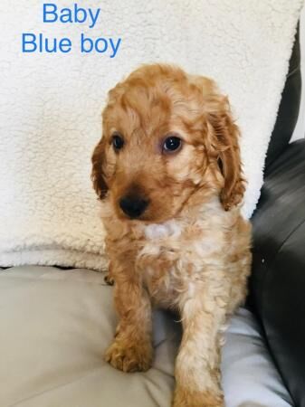 F1B Cockapoo puppies Stunning for sale in Avonmouth, Bristol - Image 4