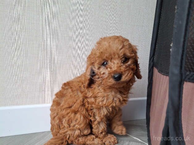 F1b cockapoo puppys for sale in Kingston upon Hull, East Riding of Yorkshire - Image 1