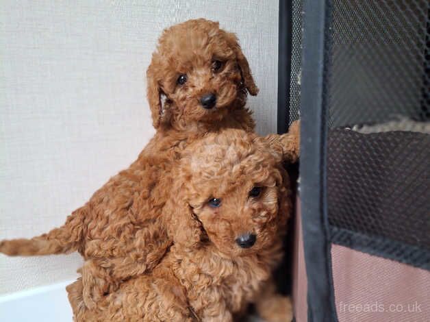 F1b cockapoo puppys for sale in Kingston upon Hull, East Riding of Yorkshire - Image 2