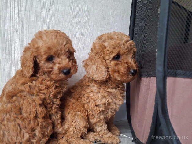 F1b cockapoo puppys for sale in Kingston upon Hull, East Riding of Yorkshire - Image 3