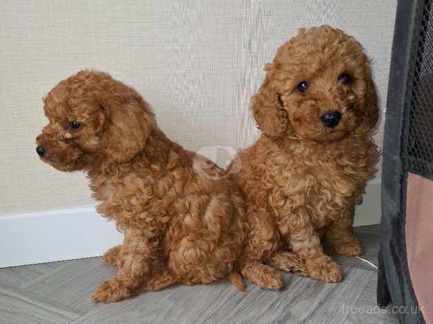 Cockapoo Puppies for sale