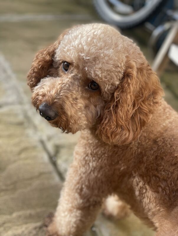 F1B Cockapoo's for sale in Lancashire - Image 3