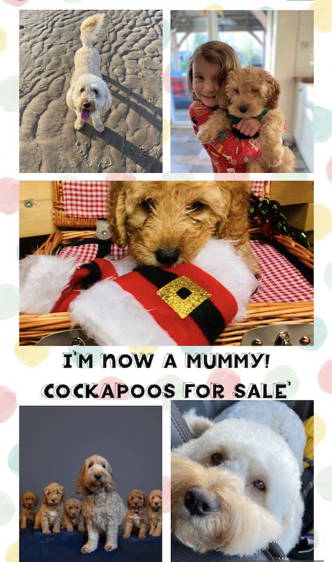 F1B Cockapoo's for sale in Lancashire - Image 7