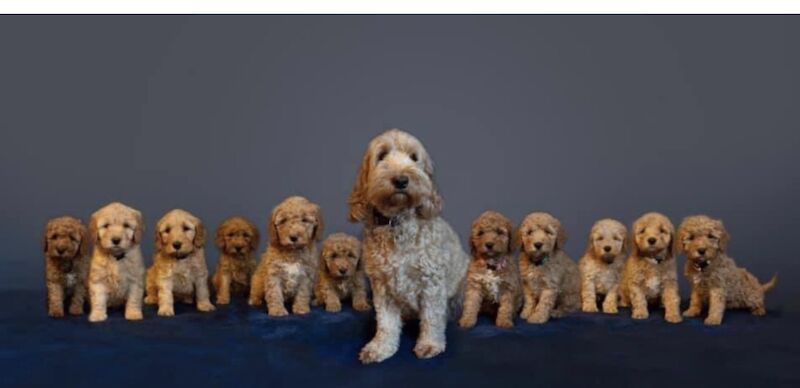 F1B Cockapoo's for sale in Lancashire - Image 8