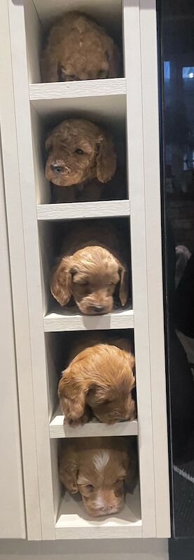 F1B Cockapoo's for sale in Lancashire - Image 11