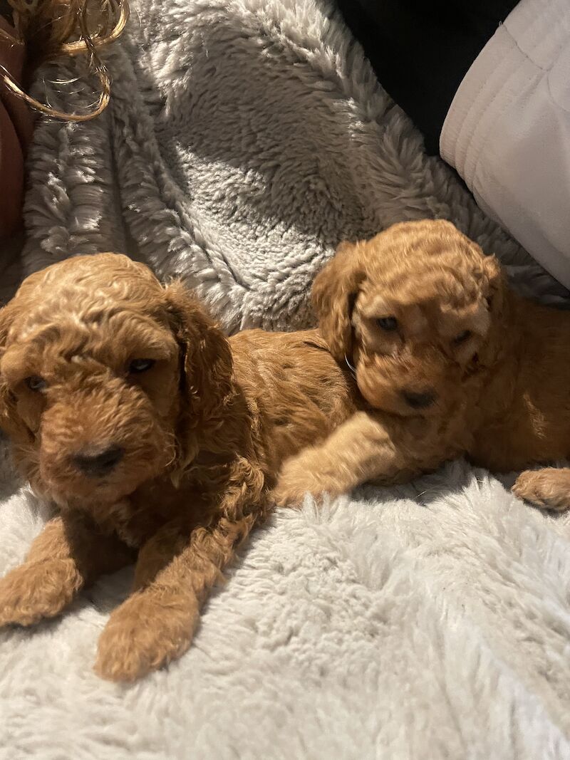 F1B Cockapoo's for sale in Lancashire - Image 13