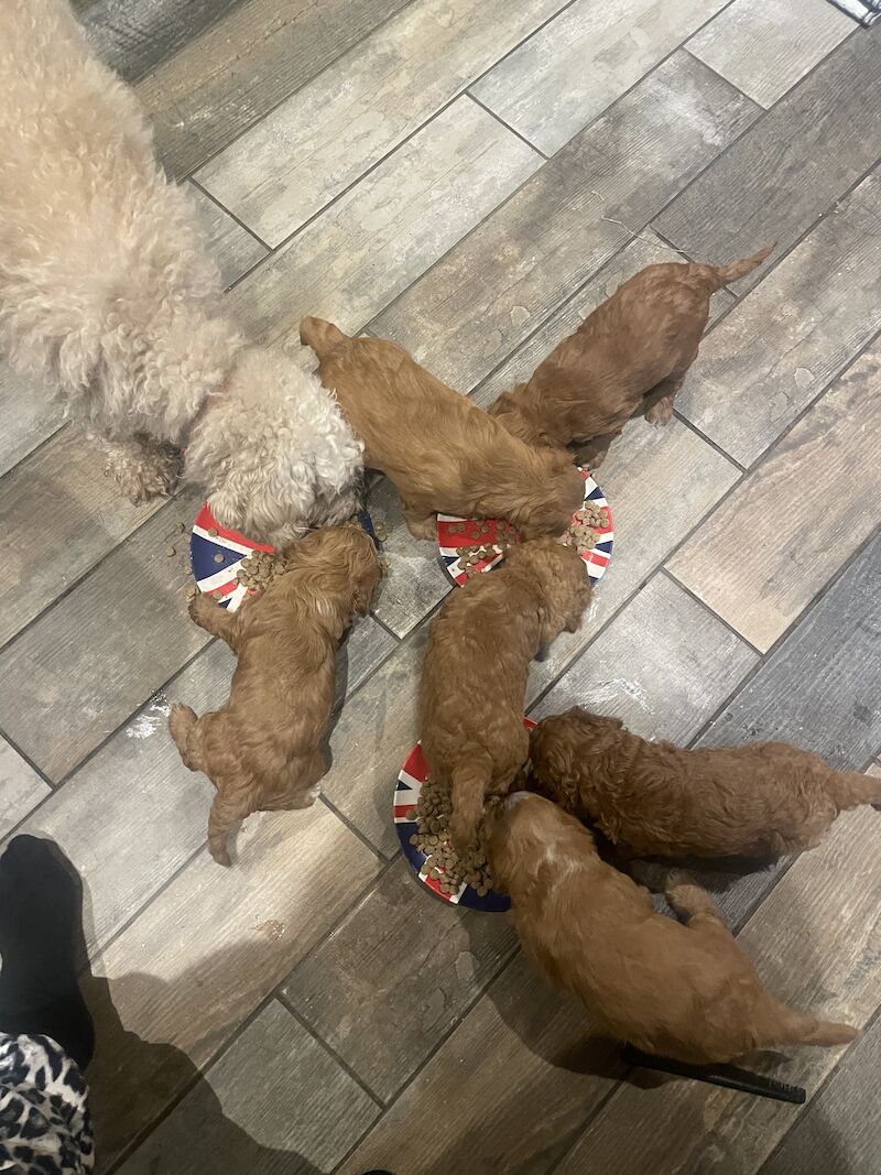 F1B Cockapoo's for sale in Lancashire - Image 14