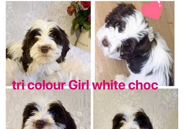 Cockapoo Puppies for sale in Flintshire