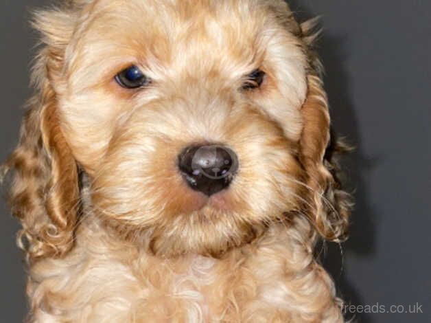 10 weeks old for sale in Nottingham, Nottinghamshire - Image 2