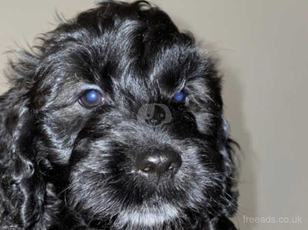 10 weeks old for sale in Nottingham, Nottinghamshire - Image 3