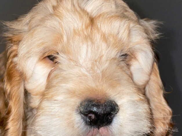 10 weeks old for sale in Nottingham, Nottinghamshire - Image 4