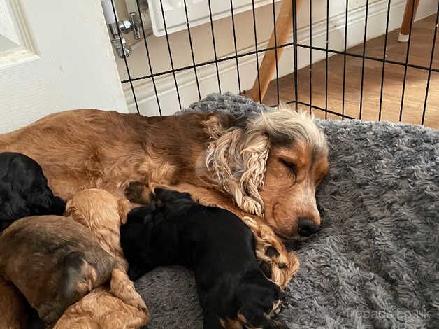 10 weeks old for sale in Nottingham, Nottinghamshire - Image 5