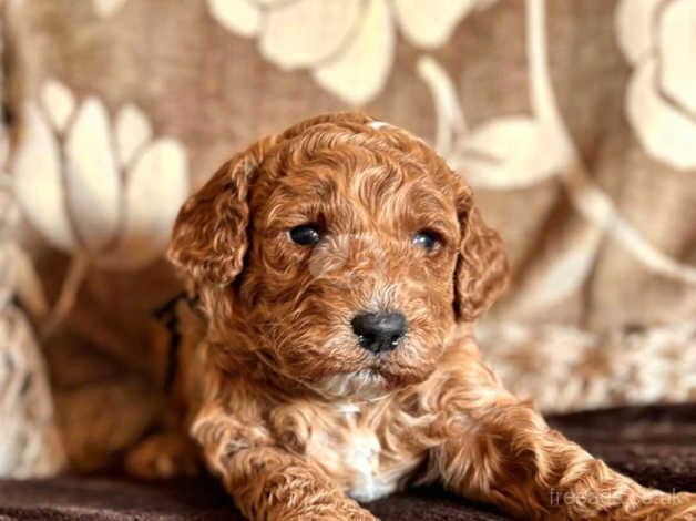 F1b Cockapoos from 5 star licensed breeder for sale in Doncaster, South Yorkshire - Image 1