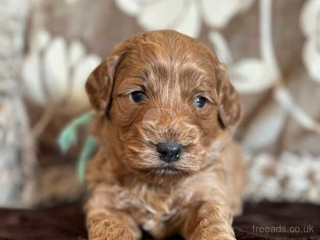 F1b Cockapoos from 5 star licensed breeder for sale in Doncaster, South Yorkshire - Image 3