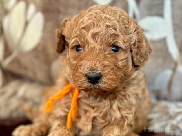 Cockapoo Puppies for sale