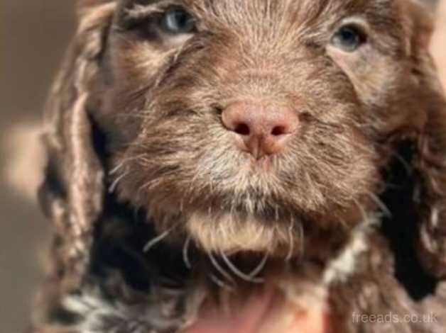 F1B COCKAPOOS for sale in Sunderland, Cumbria