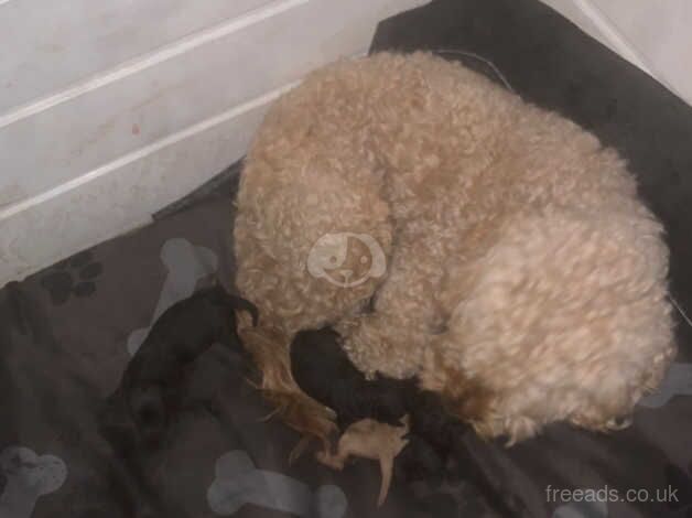 Cockapoo Puppies for sale in West Midlands