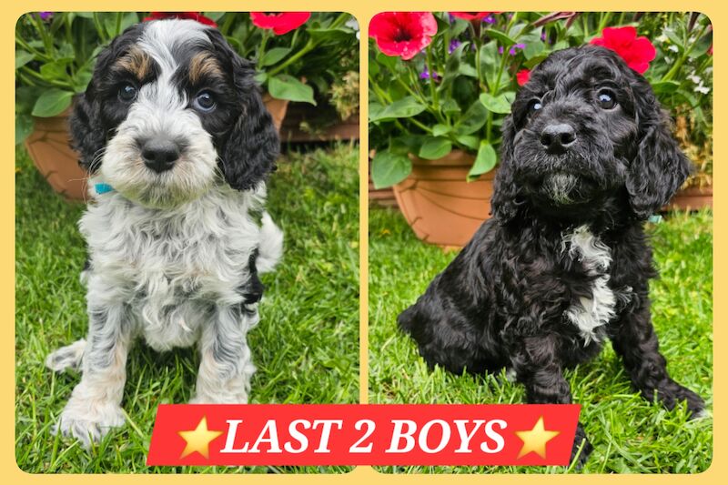F1B COCKAPOOS! ⭐️ONLY 2 BOYS LEFT⭐️ for sale in Desborough, Northamptonshire