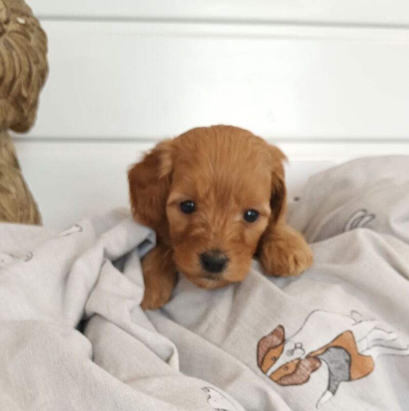 F1b cockapoos puppies 2 avaiable 27th october for sale in CB6 3QE - Image 2