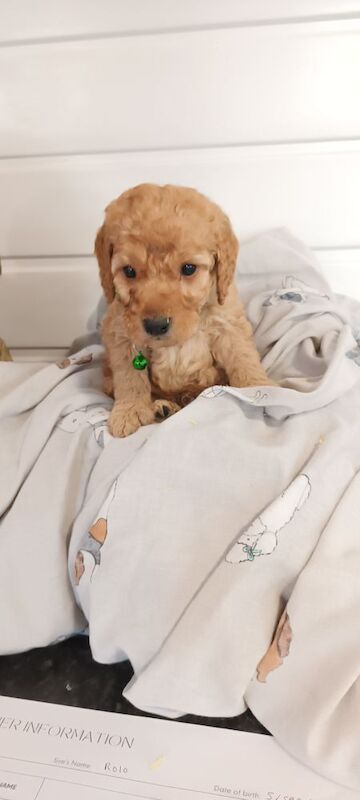 Cockapoo Puppies for sale in CB6 3QE