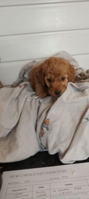 Cockapoo Puppies for sale