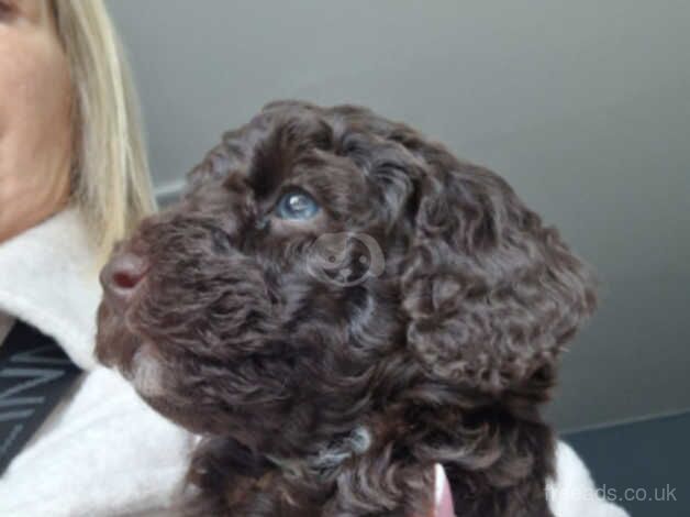 F1B cockapoos puppies for sale in Chesterfield, Derbyshire