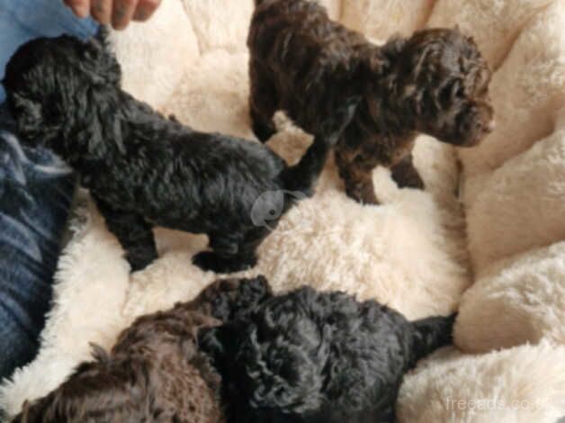 F1B cockapoos puppies for sale in Chesterfield, Derbyshire - Image 2