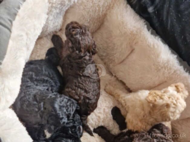 F1B cockapoos puppies for sale in Chesterfield, Derbyshire - Image 3