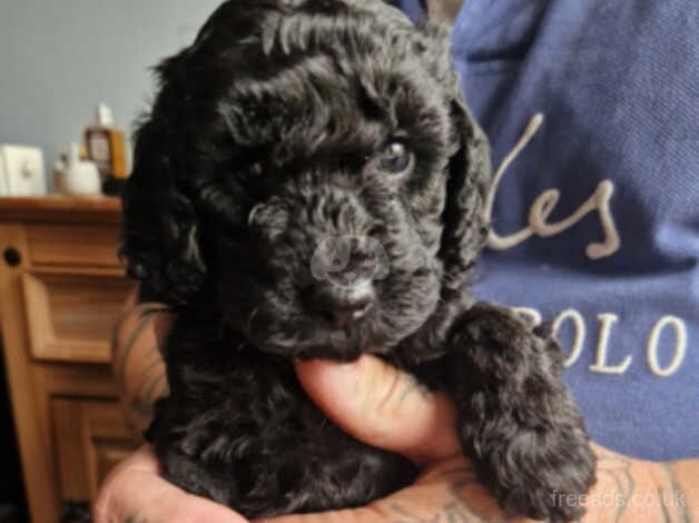 F1B cockapoos puppies for sale in Chesterfield, Derbyshire - Image 5