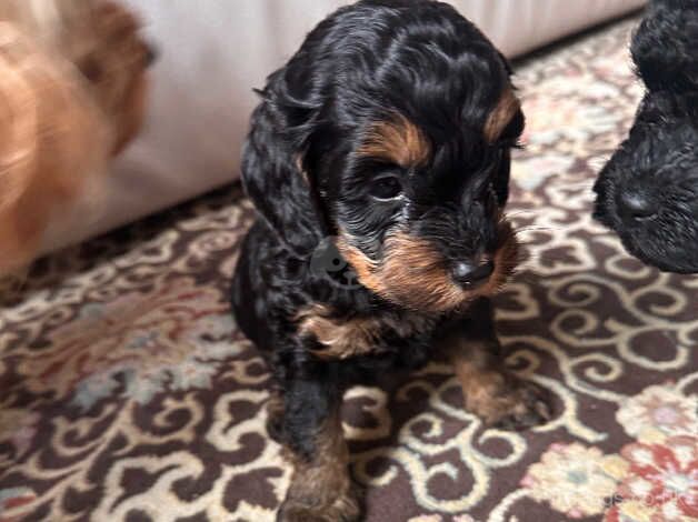 F1b cockerpoo puppies for sale in Manchester, Greater Manchester - Image 2