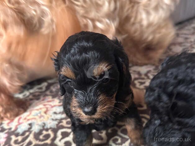 F1b cockerpoo puppies for sale in Manchester, Greater Manchester - Image 5