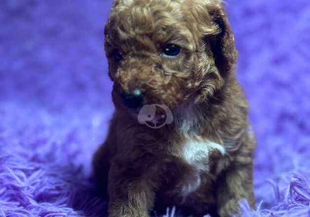 F1B Cockerpoo puppies for sale in Swansea/Abertawe, Swansea