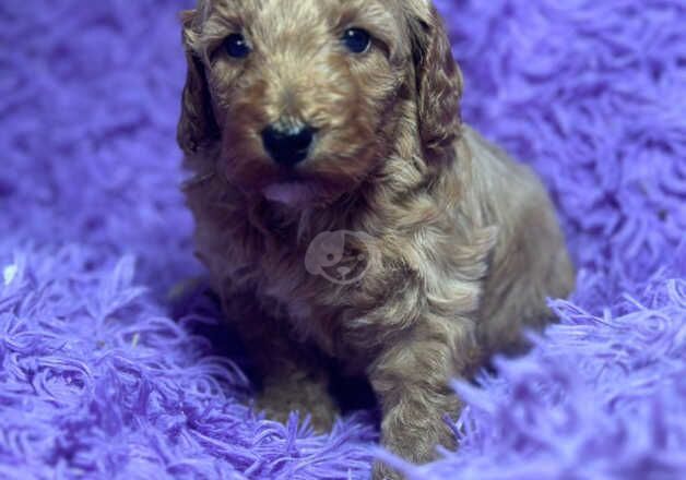 F1B Cockerpoo puppies for sale in Swansea/Abertawe, Swansea - Image 2