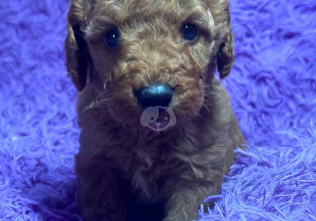 F1B Cockerpoo puppies for sale in Swansea/Abertawe, Swansea - Image 3