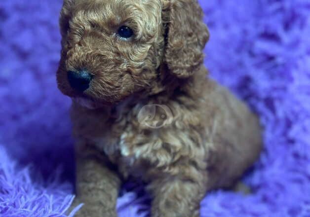 Cockapoo Puppies for sale