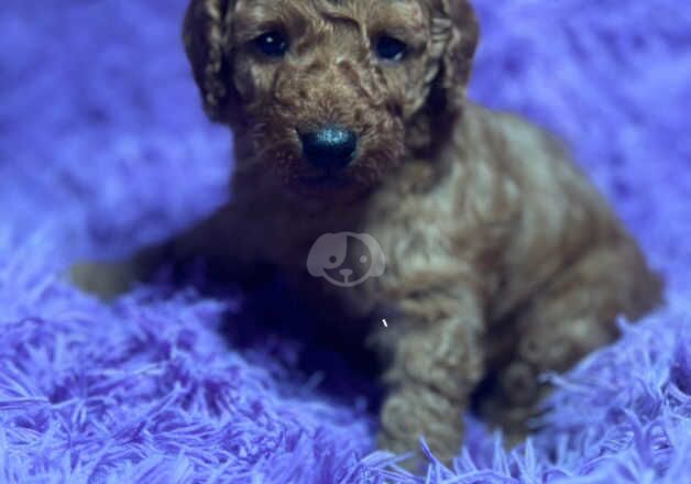 F1B Cockerpoo puppies for sale in Swansea/Abertawe, Swansea - Image 5