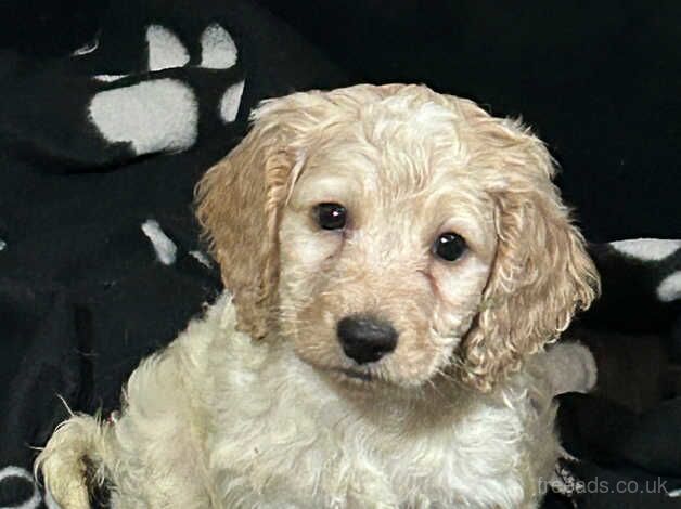 F1b Male Cockapoo puppies for sale in Wallasey, Merseyside