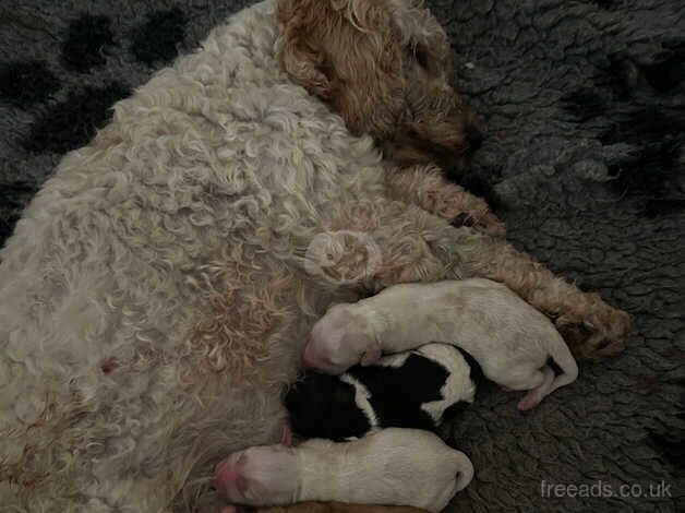 F1b Male Cockapoo puppies for sale in Wallasey, Merseyside - Image 2