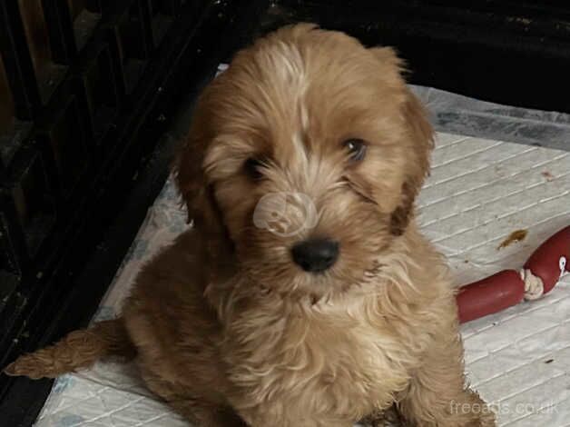 F1b Male Cockapoo puppies for sale in Wallasey, Merseyside - Image 3