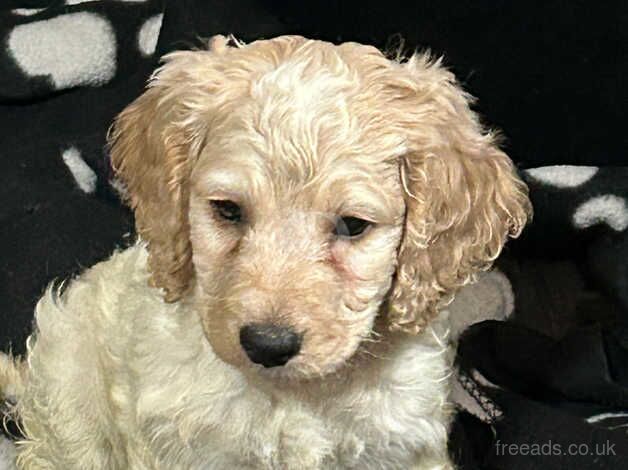 F1b Male Cockapoo puppies for sale in Wallasey, Merseyside - Image 4